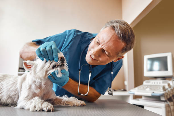 Best Broken or Chipped Tooth Repair in Colleyville, TX